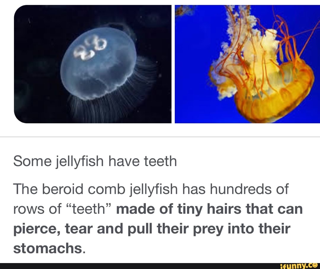 Some jellyfish have teeth The beroid comb jellyfish has hundreds of ...