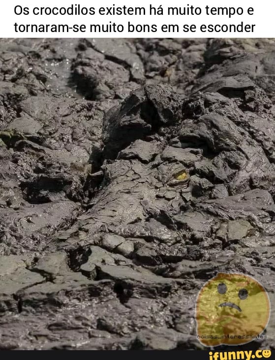 Os crocodilos existem há muito tempo e tornaram-se muito bons em se esconder