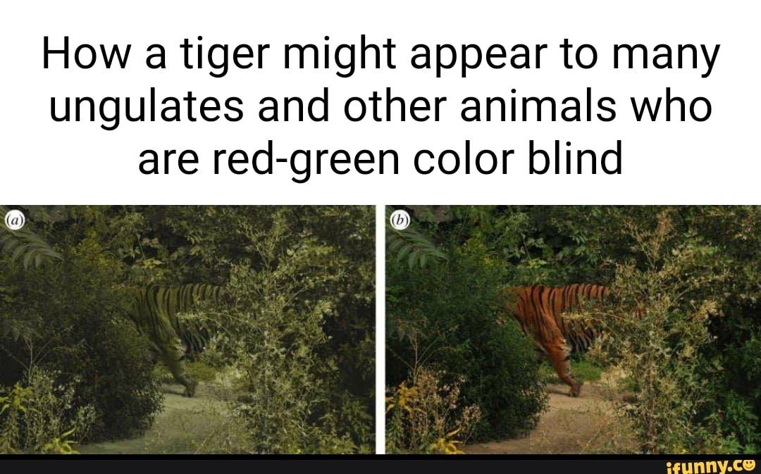 How a tiger might appear to many ungulates and other animals who are  red-green color blind 