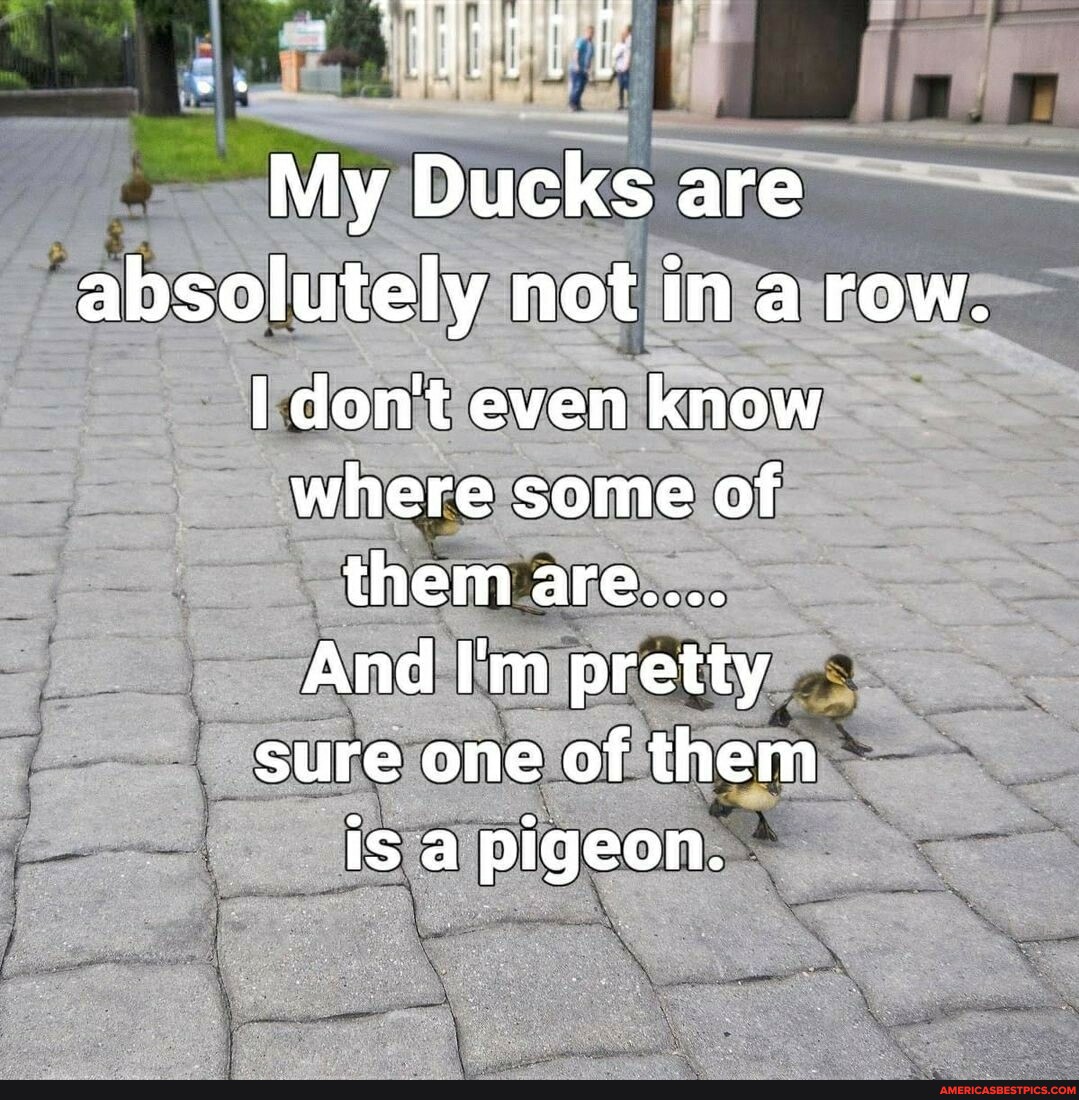 My Ducks are absolutely not in a row. I don't even know where some of