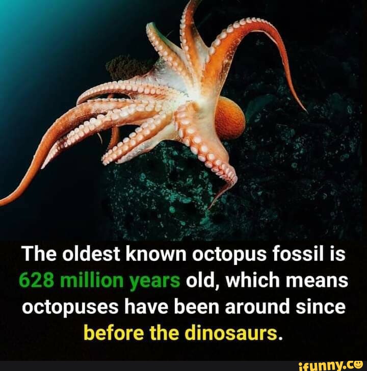 The oldest known octopus fossil is 628 million years old, which means