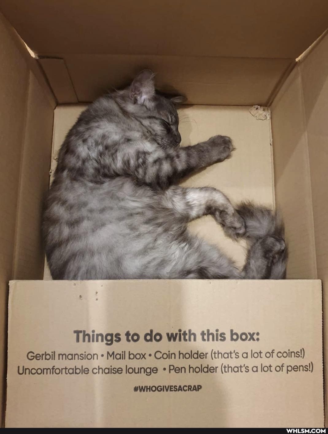 "4,
Things to do with this box:
Gerbil mansion Mail box Coin holder (that's a lot of coins!)
Uncomfortable chaise lounge Pen holder (that's a lot of pens)
#WHOGIVESACRAP