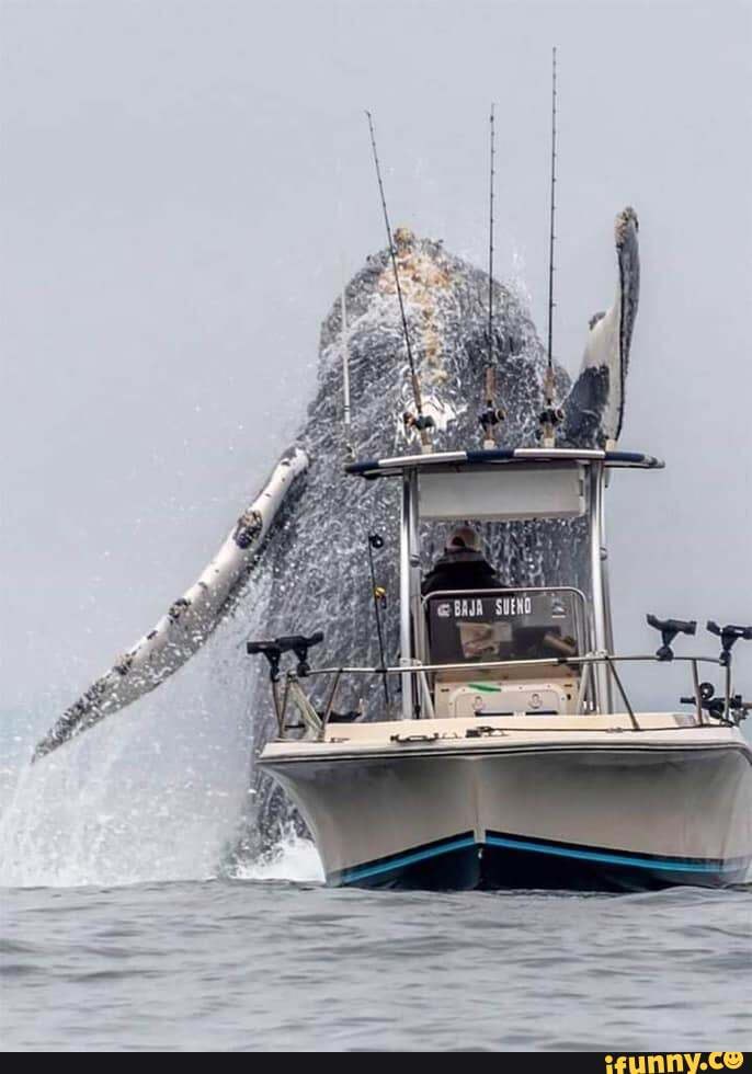 Humpback whale salute In Monterey Bay, California - photo by Douglas ...