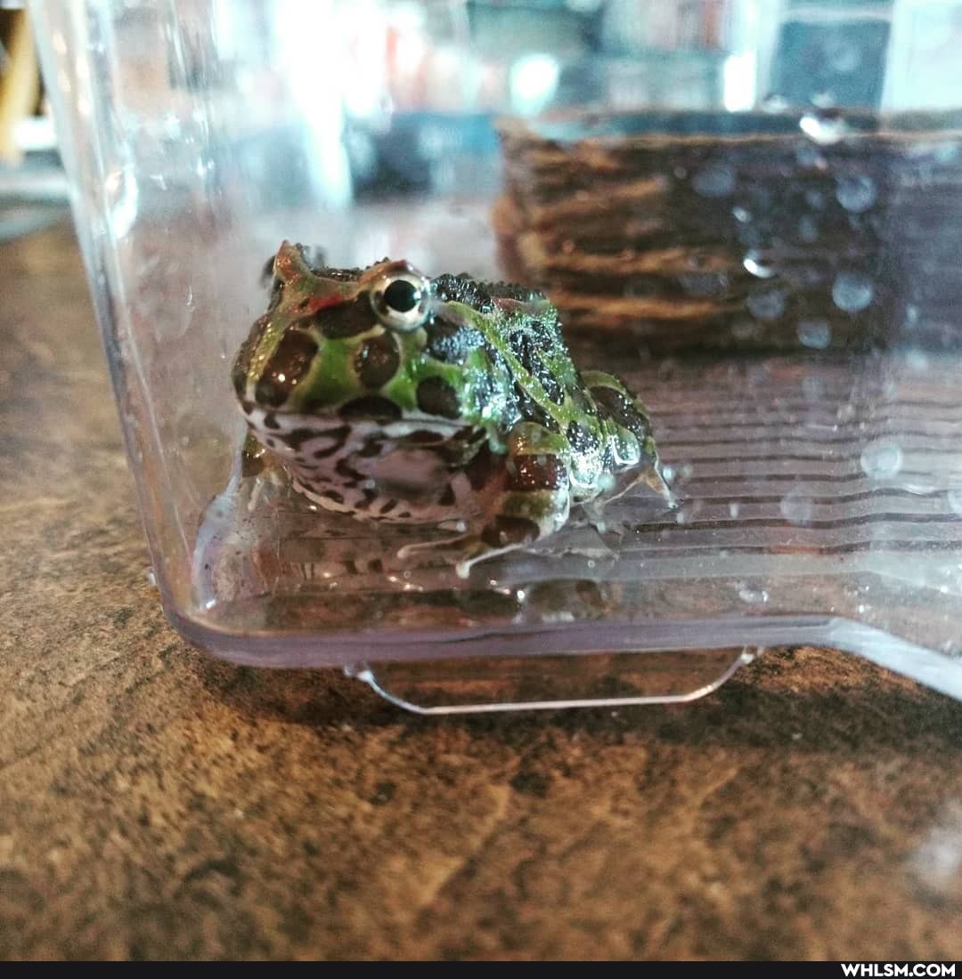 amphibian, baby_animals, frogs, pacman_frog, pets