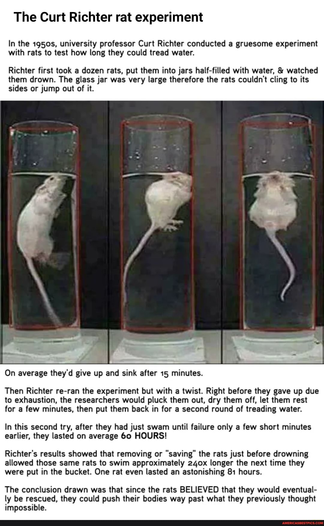 rat experiment sugar