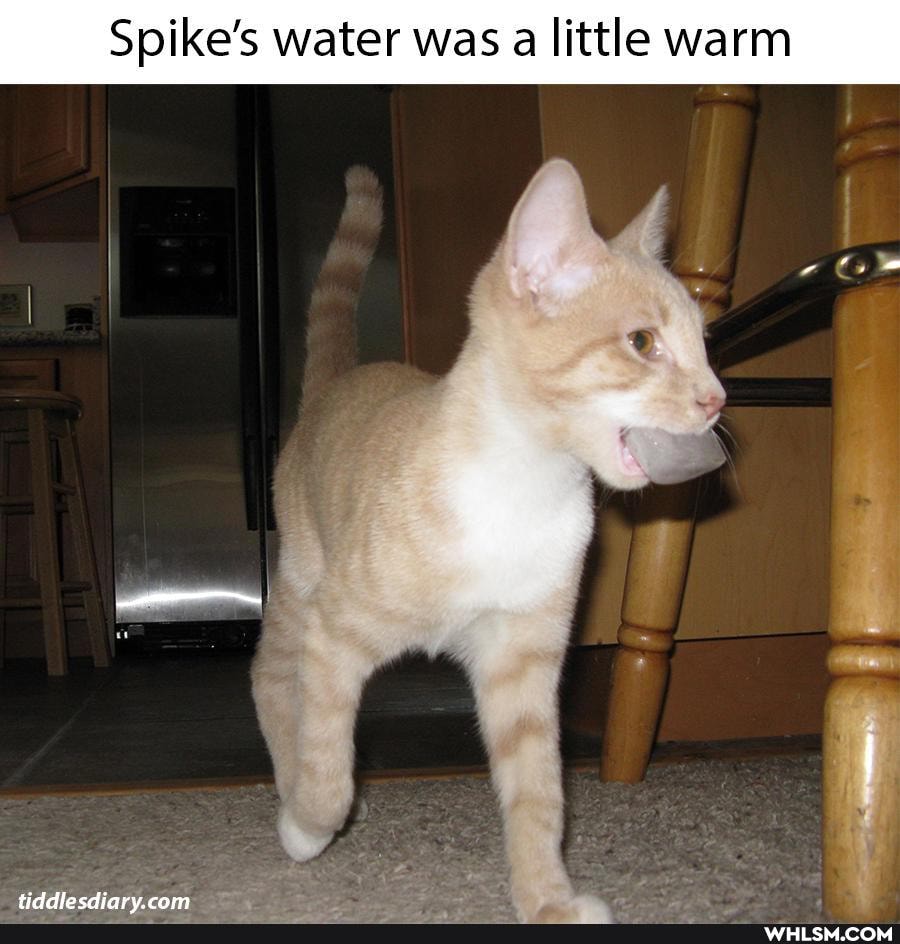 Spike's water was a little warm