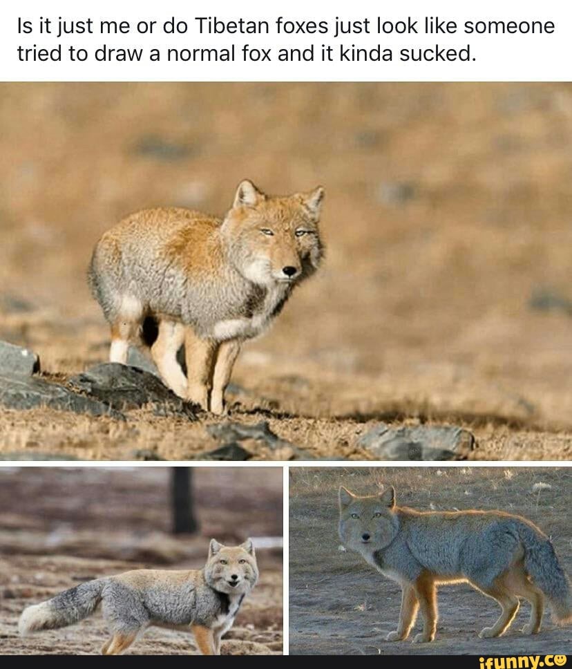 Is it just me or do Tibetan foxes just look like someone tried to draw ...