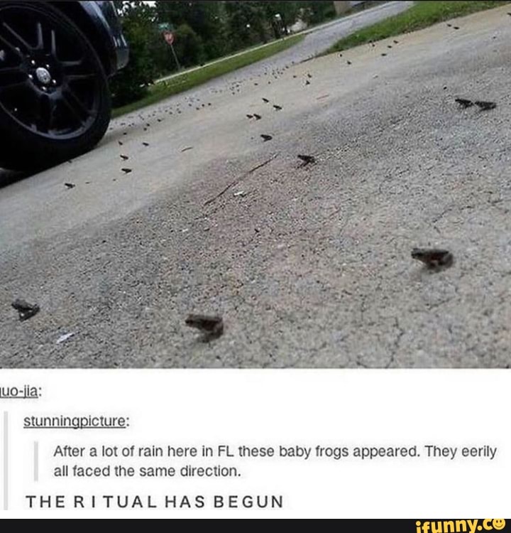 After a lot of rain here in FL these baby frogs appeared. They eerily
all faced the same direction.
THE RITUAL HAS BEGUN