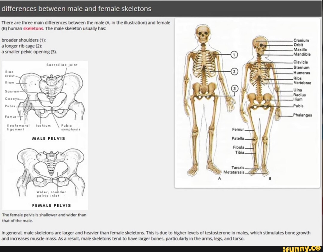 differences-between-male-and-female-skeletons-there-are-three-main