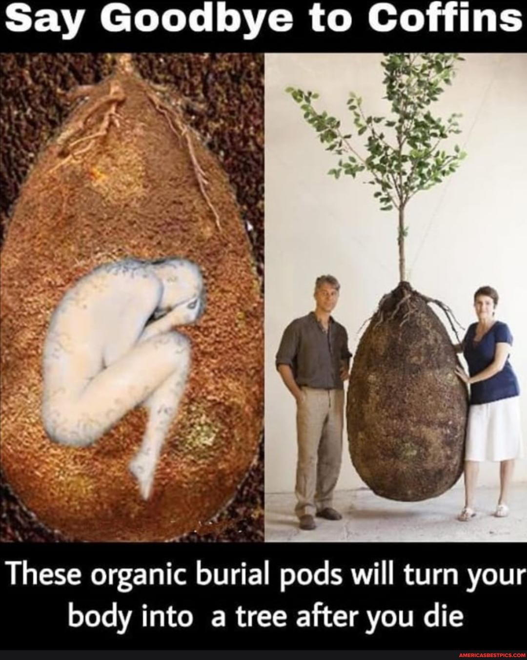 Say Goodbye to Coffins
These organic burial pods will turn your body into a tree after you die