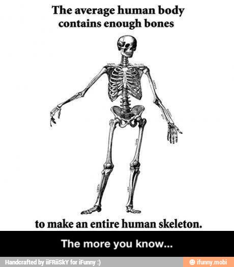 The average human body
contains enough bones
A Chis
to make an entire human skeleton.
The e you know. - The more you know...