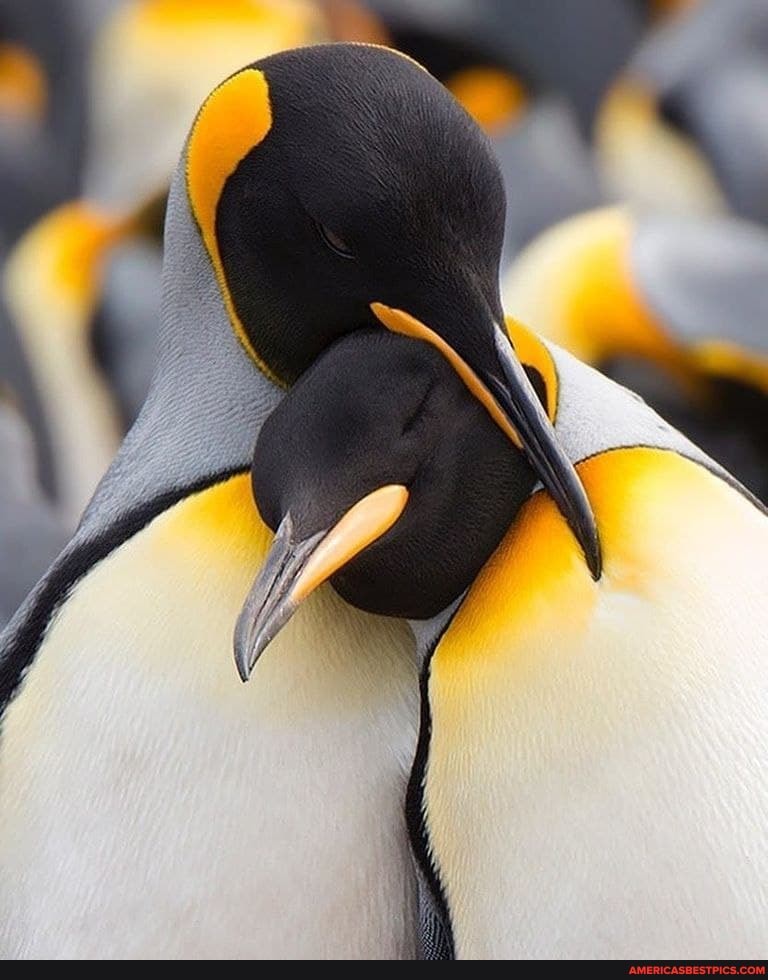 emperor, penguins, cuddling, volunteer, point, falnoond, island