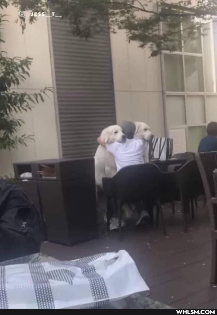 dog, doggo, wholesome