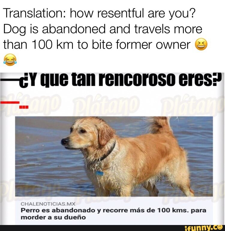 Translation How Resentful Are You Dog Is Abandoned And Travels More Than 100 Km To Bite Former Owner C An Ifunny