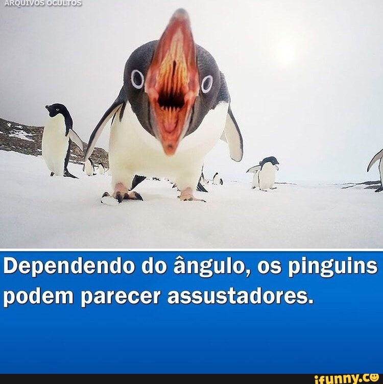 ARQUIVOS
Dependendo do ângulo, os pinguins podem parecer assustadores.