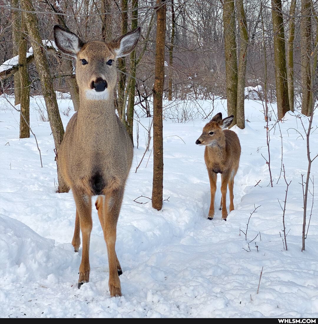 awesome, nature, aww, deer