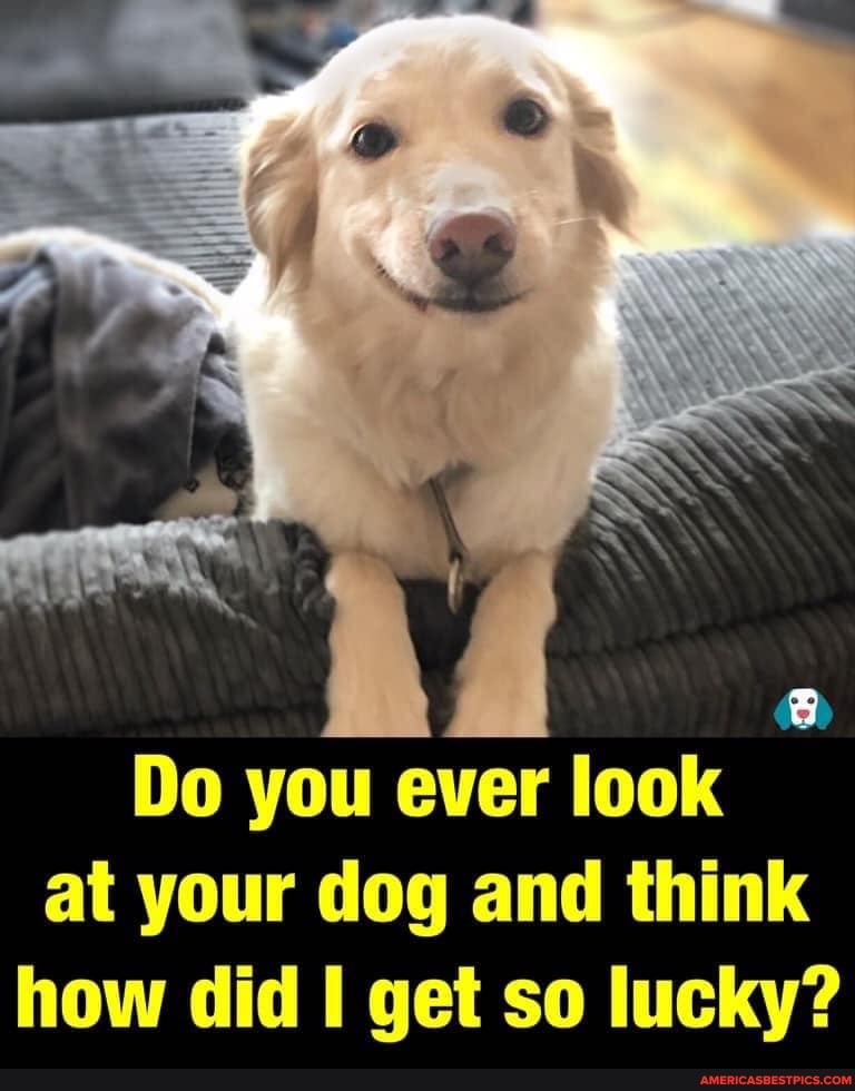 Do you ever look at your dog and think how did get so lucky?