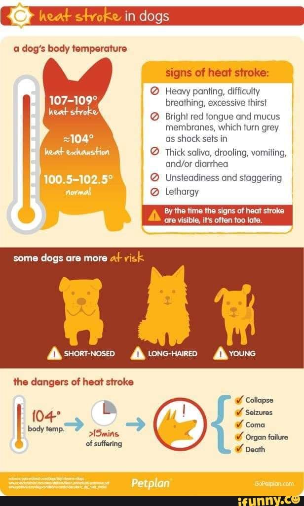 Heat in dogs a dog's body temperature signs of heat stroke: @ Heavy ...