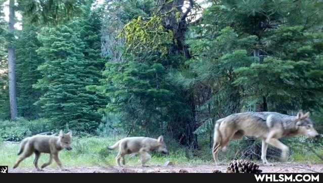 aww, wildlife, nature_is_awesome