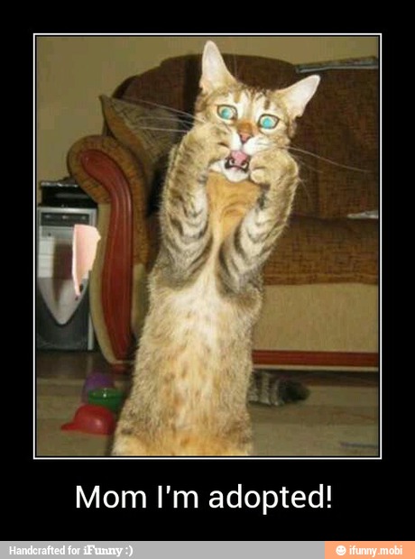 Mom I'm adopted! - Mom I'm adopted!