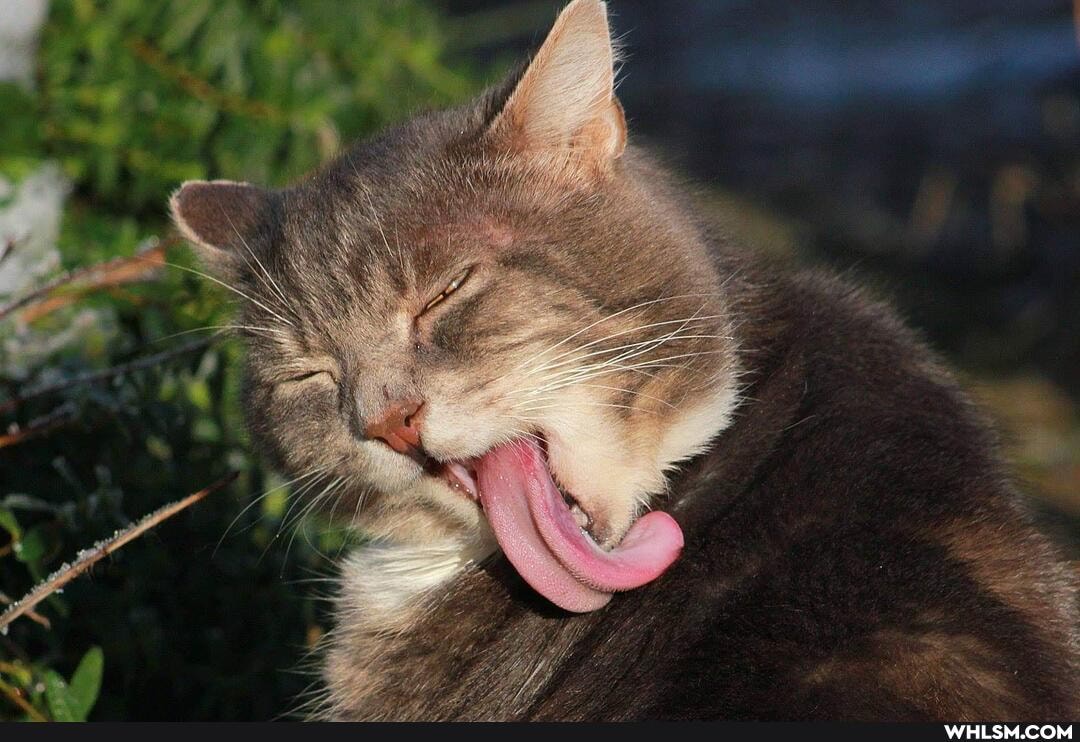 funny, cats, wtf, lol