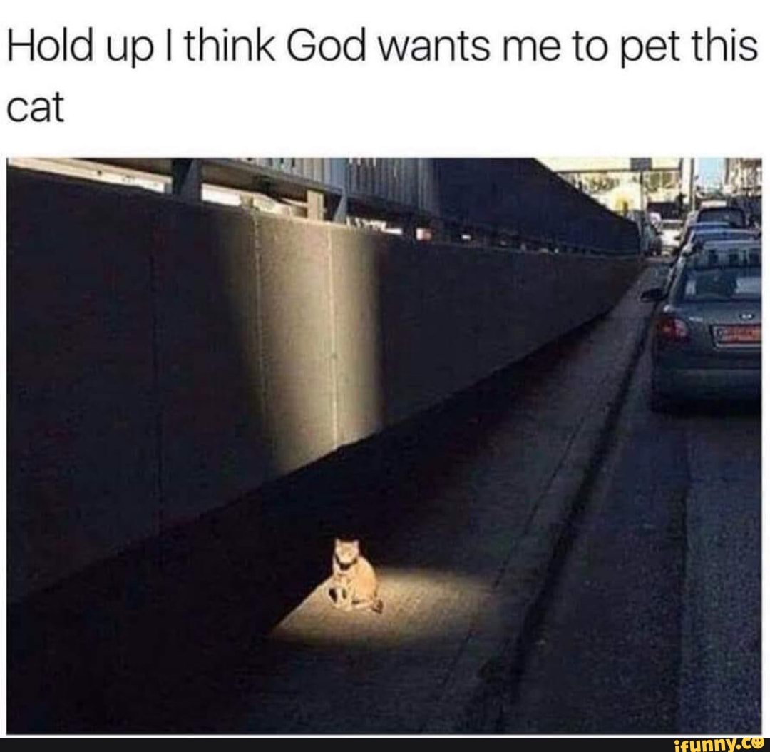 Hold up I think God wants me to pet this
cat
-SS