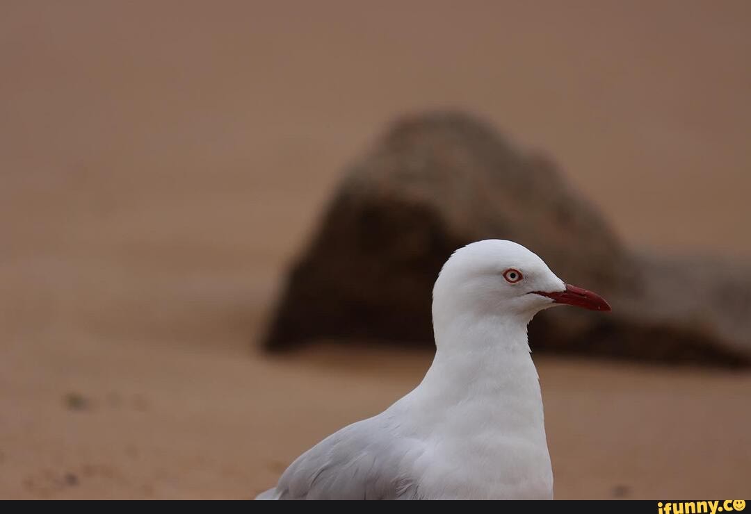 ocean, birds, photography, wildlife, animals