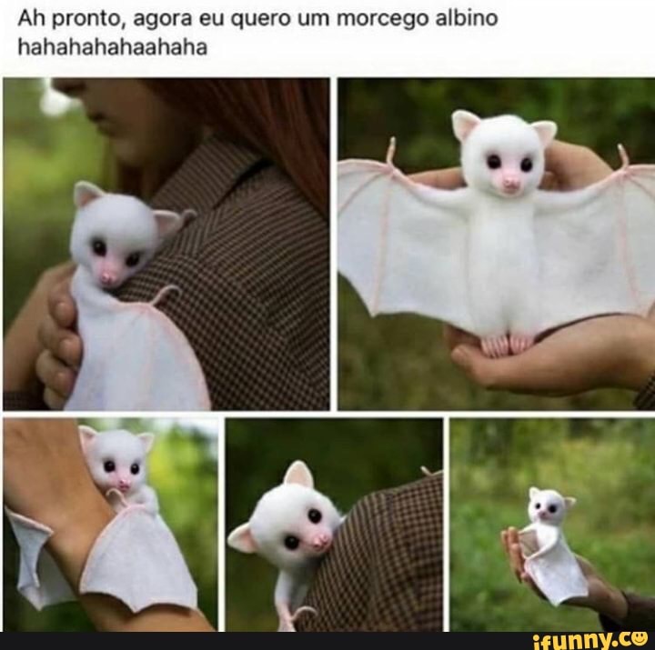 Ah pronto, agora eu quero um morcego albino
Lar are jato ate later ate ia)