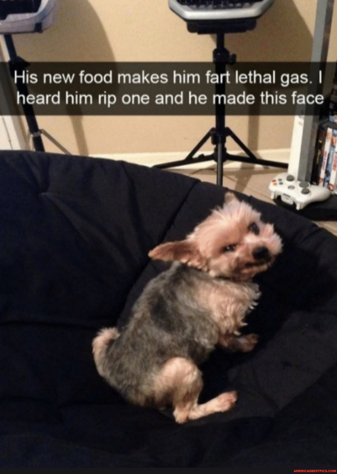 His new food makes him fart lethal gas. I heard him rip one and he made this face
AN I