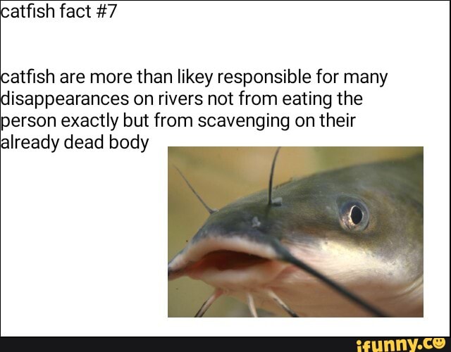 atfish are more than likey responsible for many
isappearances on rivers not from eating the
person exactly but from scavenging on their
lready dead body