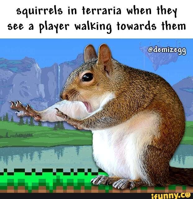 squirrels in terraria when they see a player walking towards them.