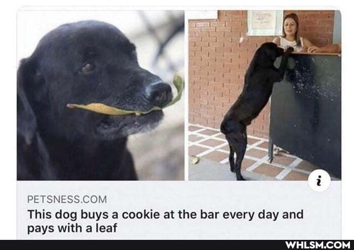 This dog buys a cookie at the bar every day and
nave with a last