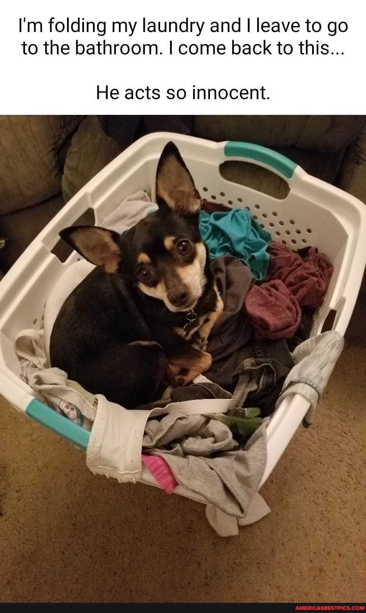 I'm folding my laundry and leave to go to the bathroom. I come back to this...
He acts so innocent.