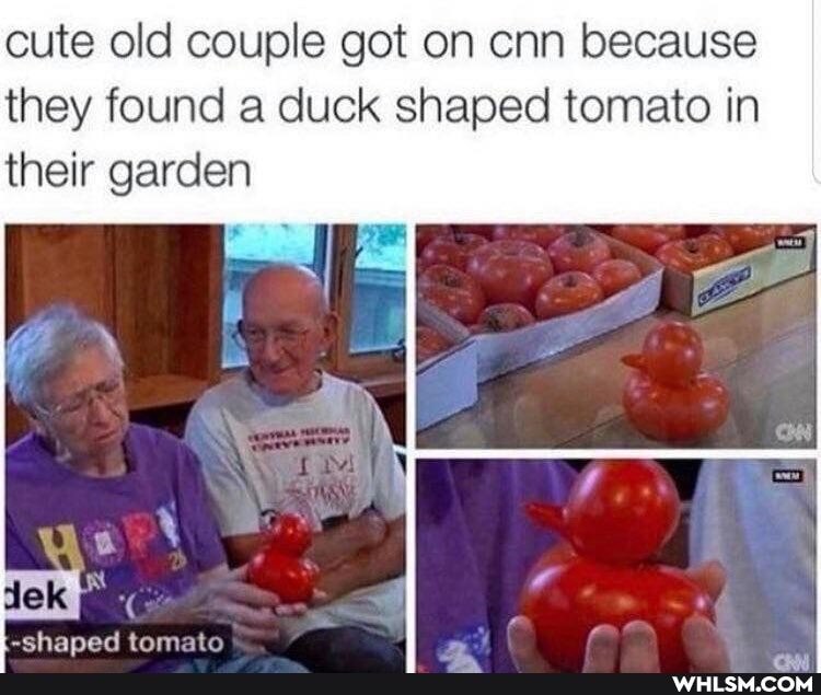 cute old couple got on cnn because they found a duck shaped tomato in their garden
Salk
-shanned tomato
