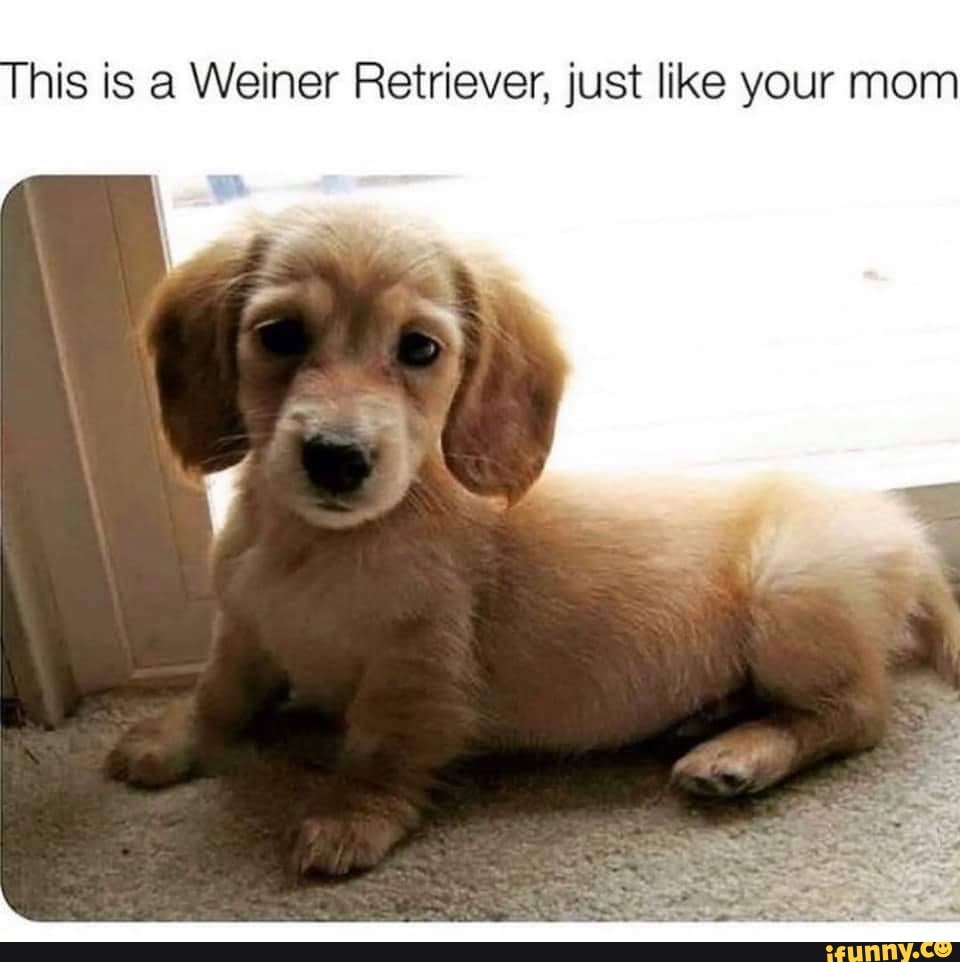 His Is A Weiner Retriever Just Like Your Mom Ifunny 9224