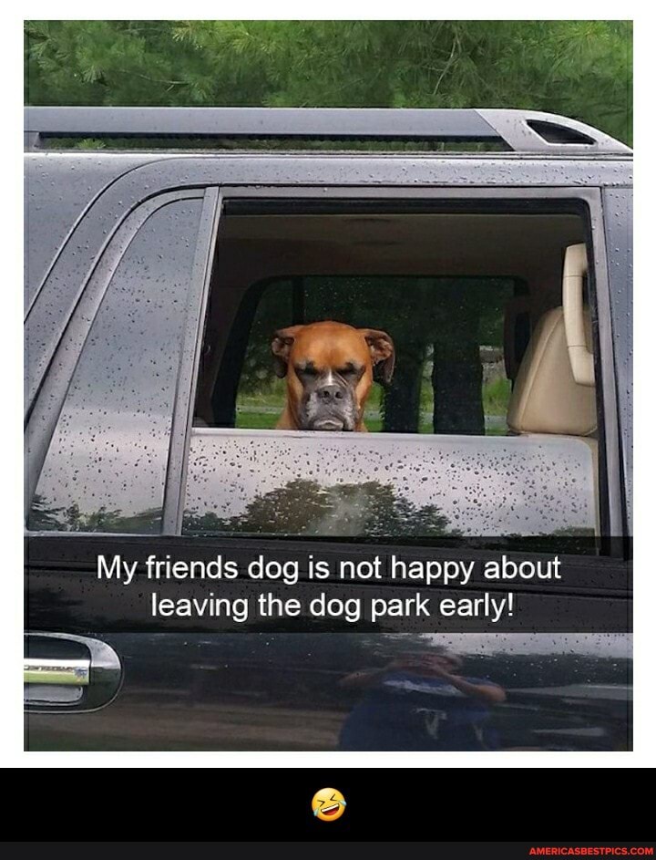 My friends dog is not happy about leaving the dog park early! - đŸ¤£