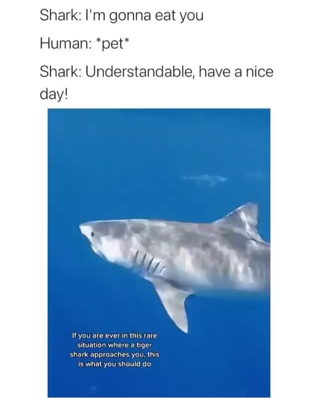 Shark: I'm gonna eat you Human: *pet* day! Shark: Understandable, have ...