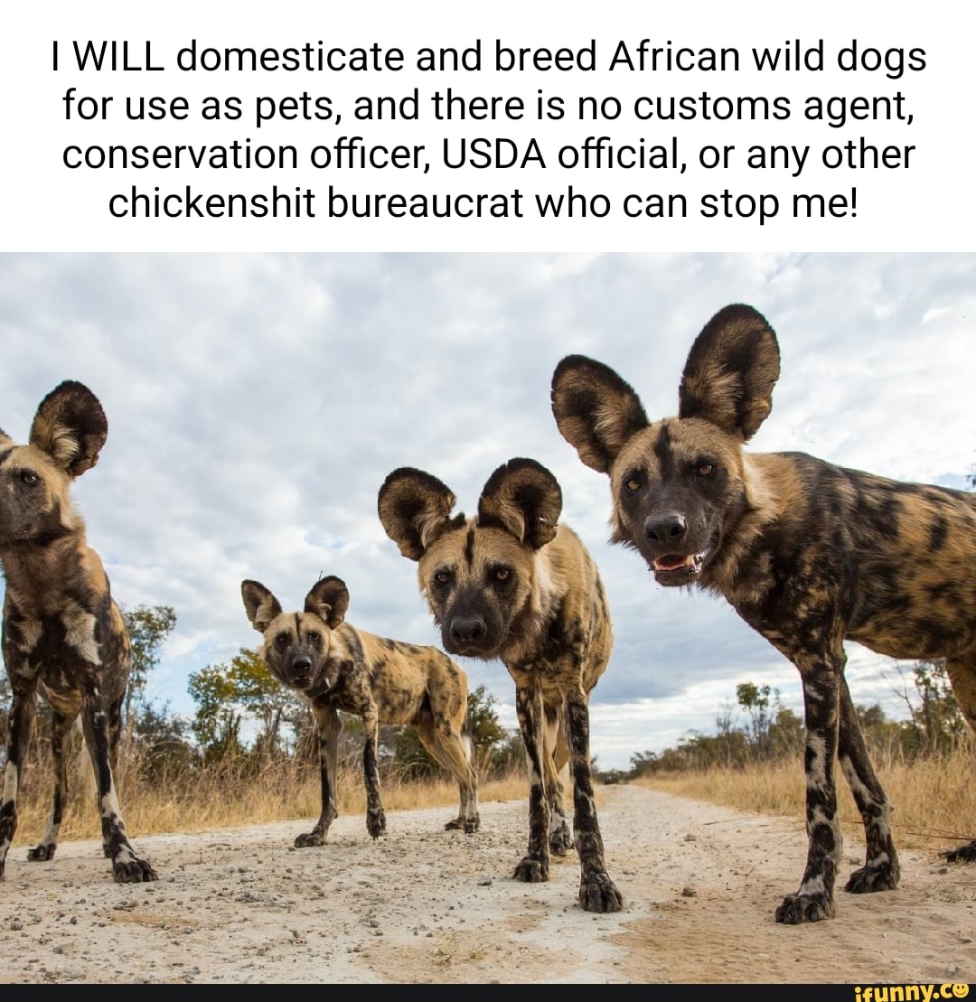 Африканская гиеновая собака арт
