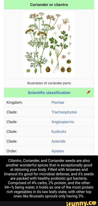 Coriander or cilantro lllustration of coriander parts Scientific ...