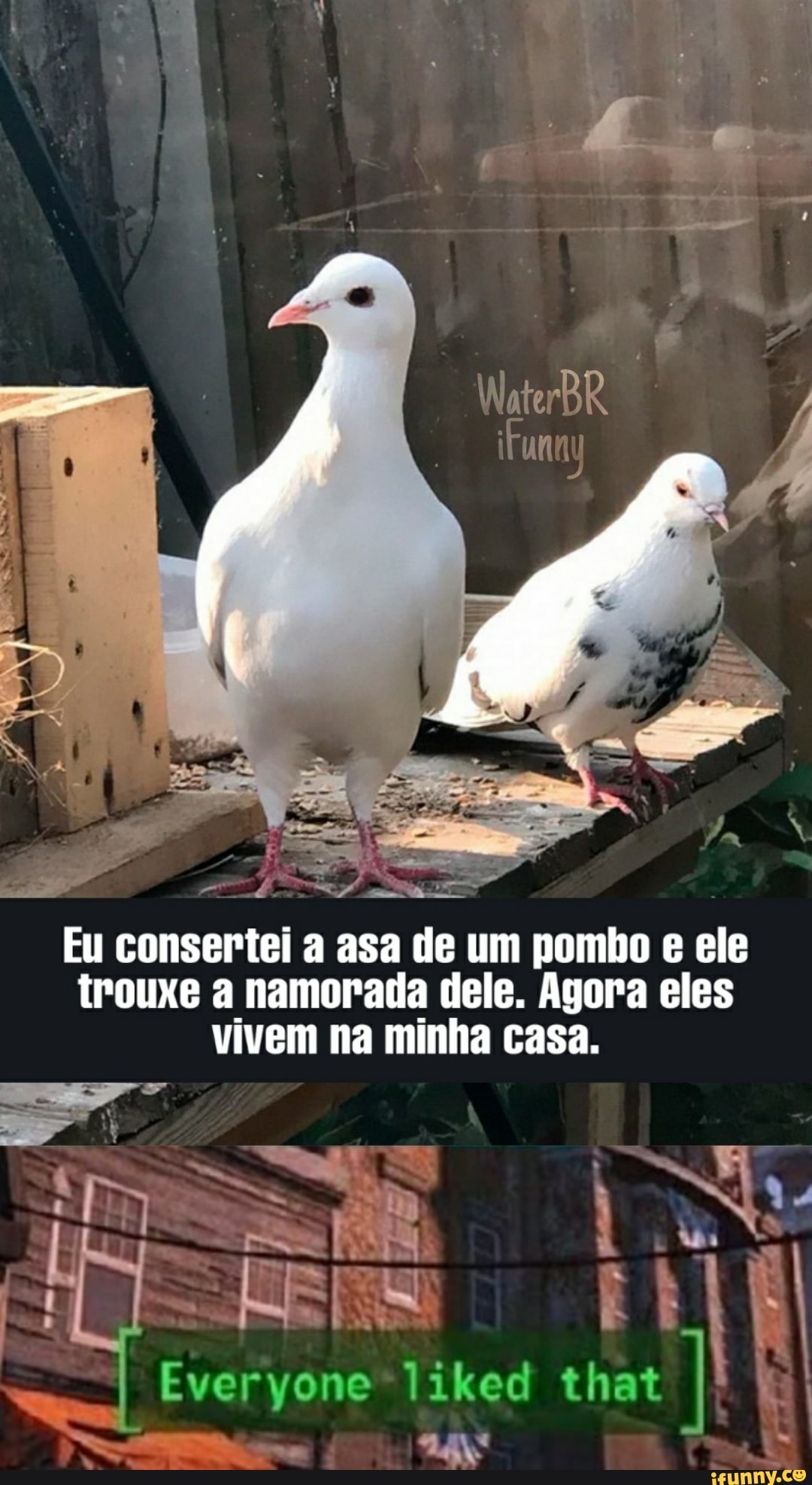 BR,
Eu consertei a asa de um pombo e ele trouxe a namorada dele. Agora eles vivem na minha casa
ERES
Everyone liked that