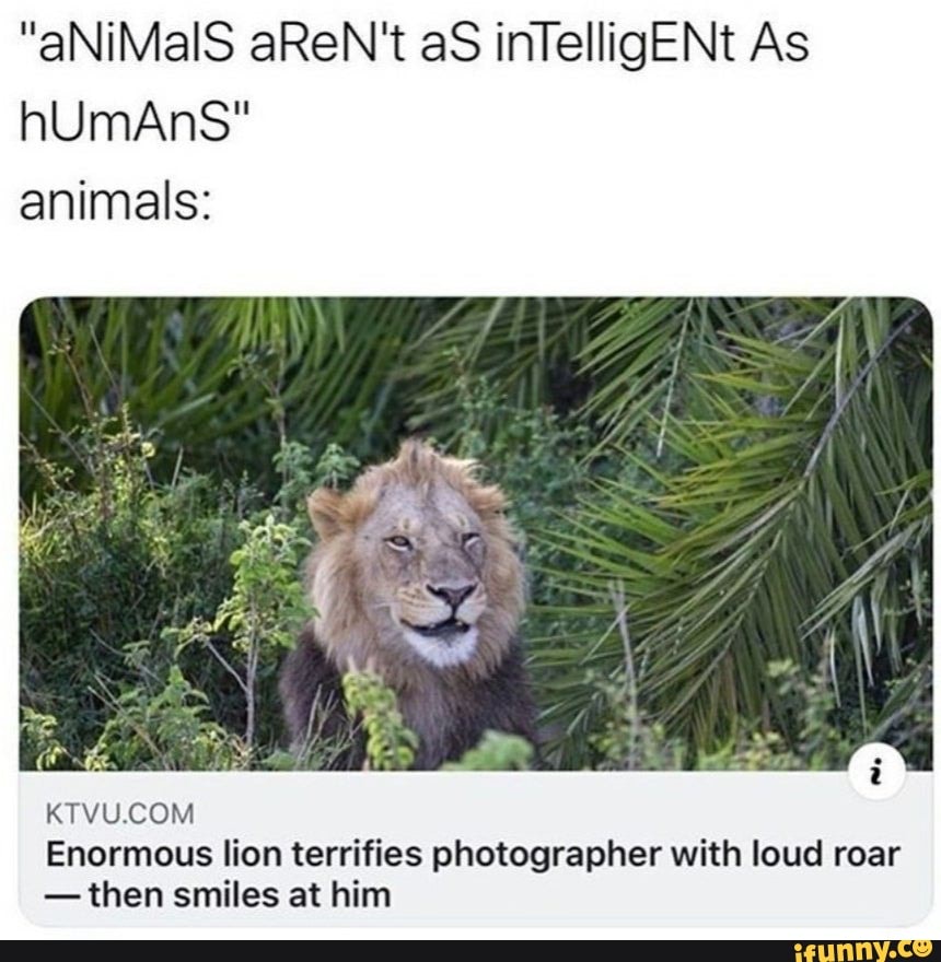 Animals: KTVU.COM Enormous lion terrifies photographer with loud roar ...