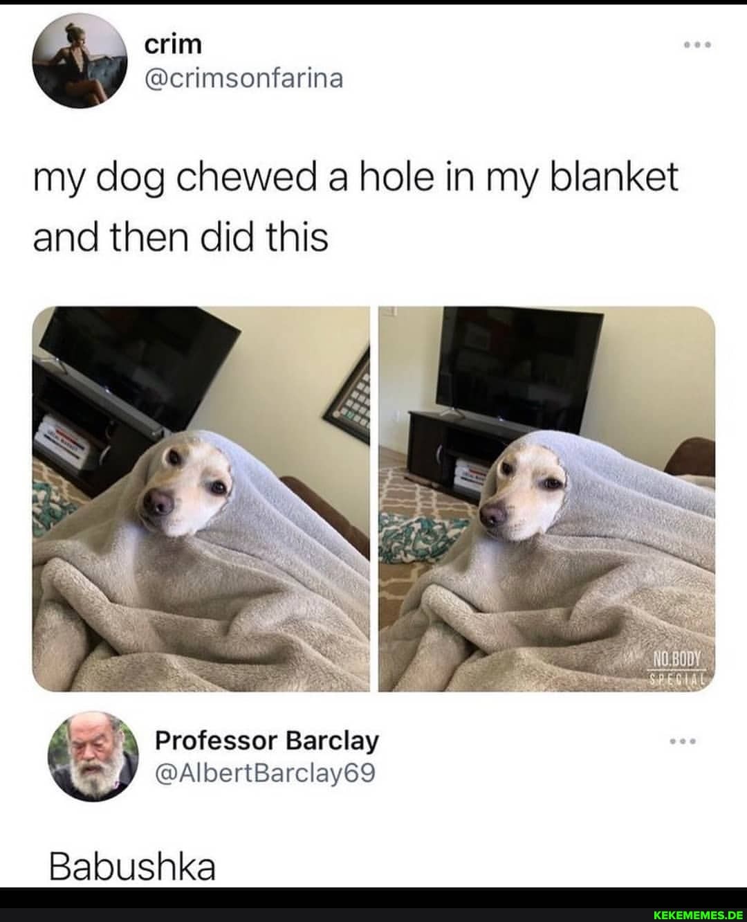 dog ate blanket