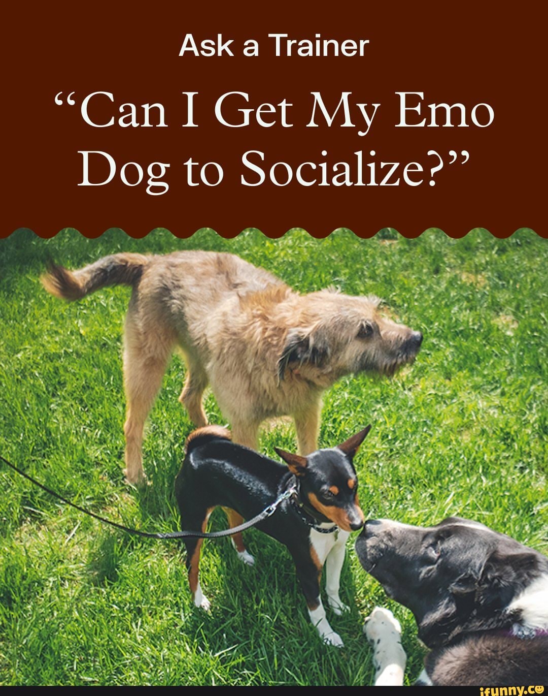 ask-a-trainer-can-i-get-my-emo-dog-to-socialize-ifunny