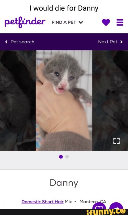 Petfinder memes. Best Collection of funny Petfinder pictures on iFunny