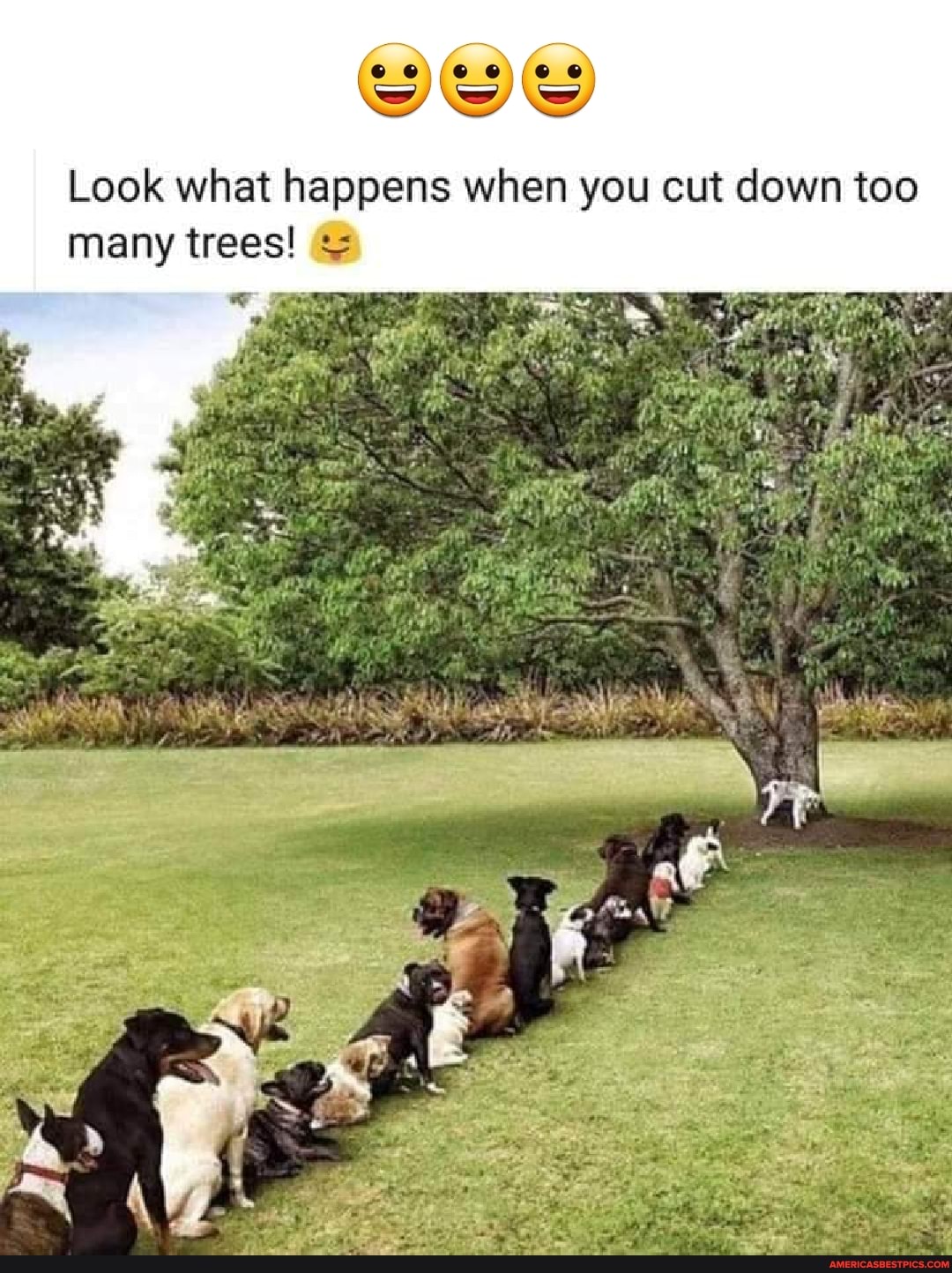 Off Look what happens when you cut down too many trees! America’s