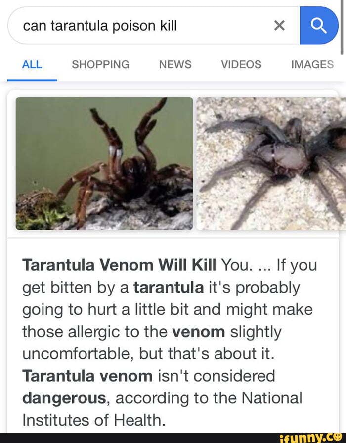 can tarantula poison kill x
D
ra SHOPPING NEWS VIDEOS IMAGES
rod RA E
5
A
Tarantula Venom Will Kill You.
If you
get bitten by a tarantula it's probably
going to hurt
a
little bit and might make
those allergic to the venom slightly
uncomfortable, but that's about it.
Tarantula venom isn't considered
dangerous, according to the National
Institutes of Health.