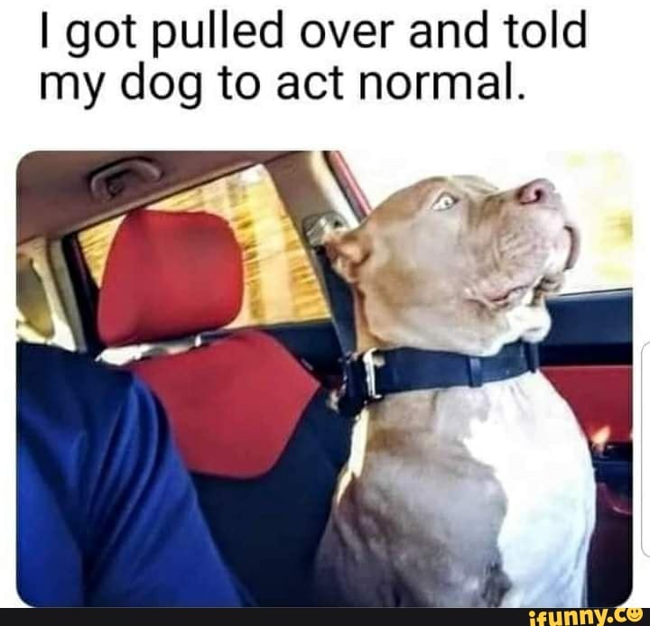 I got pulled over and told my dog to act normal.