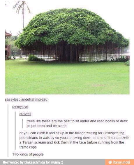 craved
trees lke these are the best to sit under and read books or draw
or just relax and be alone
(or you can climb it and sit up in the foliage waiting for unsuspecting
pedestrians to walk by so you can swing down on one of the roots with
a Tarzan scream and kick them in the face before running from the
traffic cops
Two kinds of people