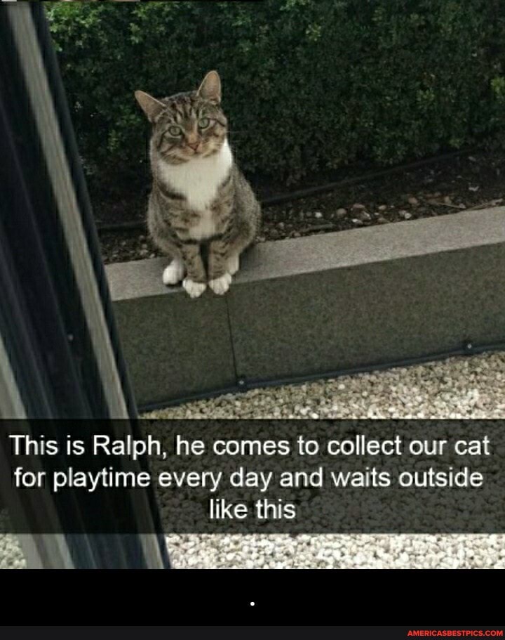 This is Ralph, he comes to collect our cat for playtime every day and waits outside like this - .