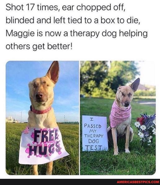 Shot 17 times, ear chopped off, blinded and left tied to a box to die,
Maggie is now a therapy dog helping others get better!